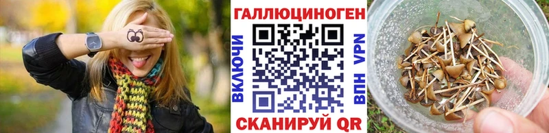 Галлюциногенные грибы Psilocybine cubensis Козловка